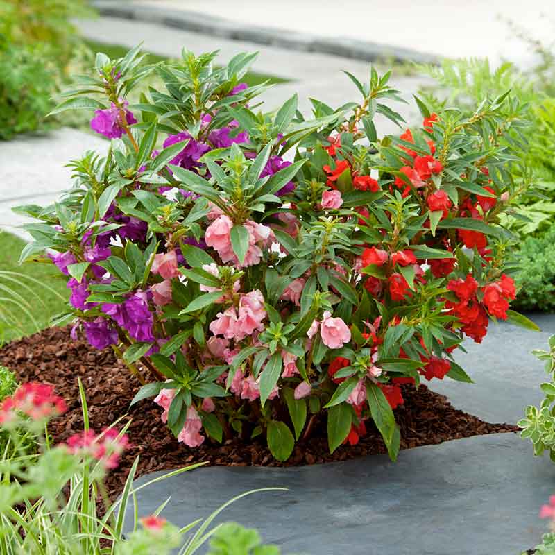 Impatiens bush mixed pink and white blooms with green leaves on a dark backdrop. | copyright: Floramedia UK Ltd
