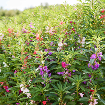 Impatiens camelia flowered pink ruffled bloom with layered petals on a green background.