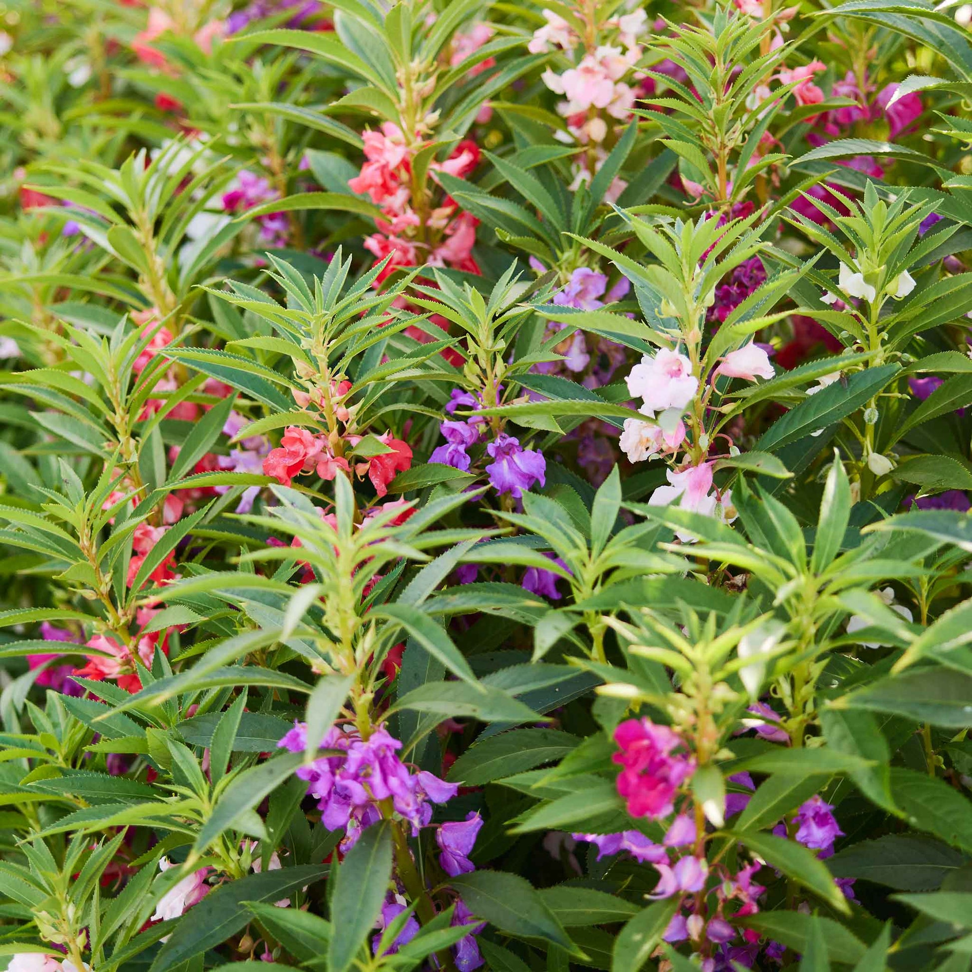 Impatiens camelia flowered pink and white ruffled blooms with green leaves in a garden.