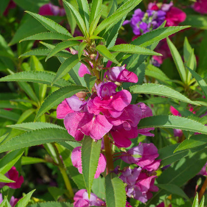 Close-up of vibrant pink and red impatiens flowers blooming in a lush green garden.