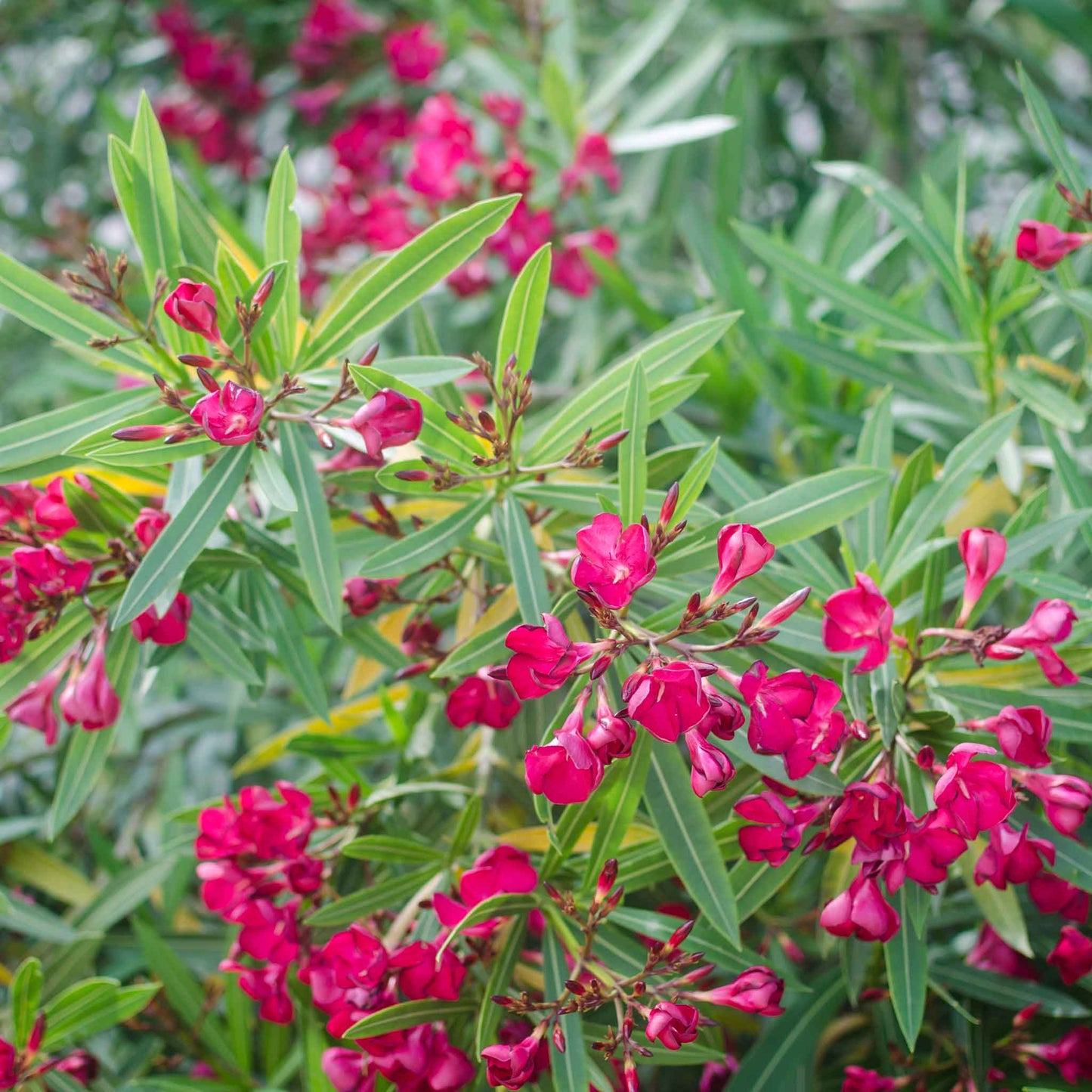 Close-up of vibrant pink impatiens flowers with green leaves.
