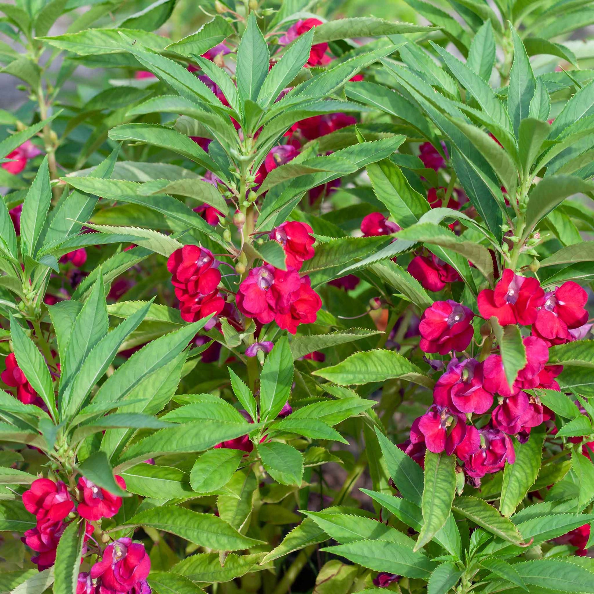 Impatiens carmine vivid pink flowers with green foliage on a soft-focus background.