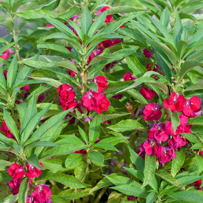 Impatiens carmine vivid pink flowers with green foliage on a soft-focus background.
