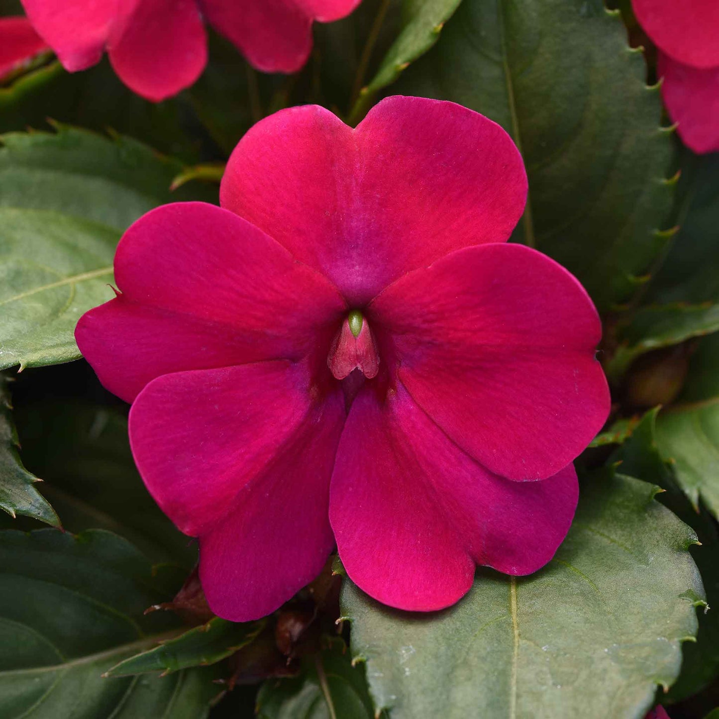 Impatiens solarscape magenta bliss bold magenta bloom with lush green leaves on a blurred backdrop.