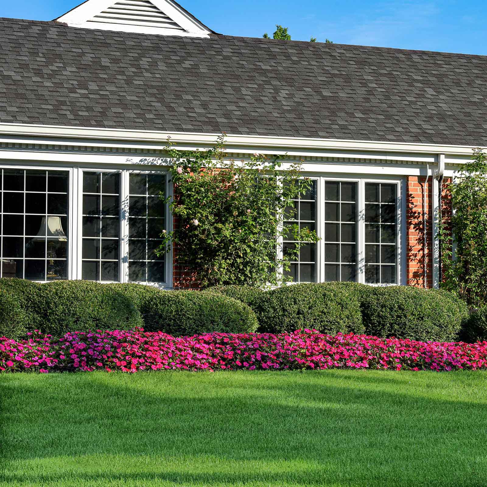 Impatiens solarscape magenta bliss vivid pink bloom with green leaves in bright sunlight.