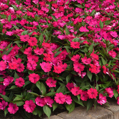 Impatiens solarscape magenta bliss bright pink flower with soft green foliage in the background
