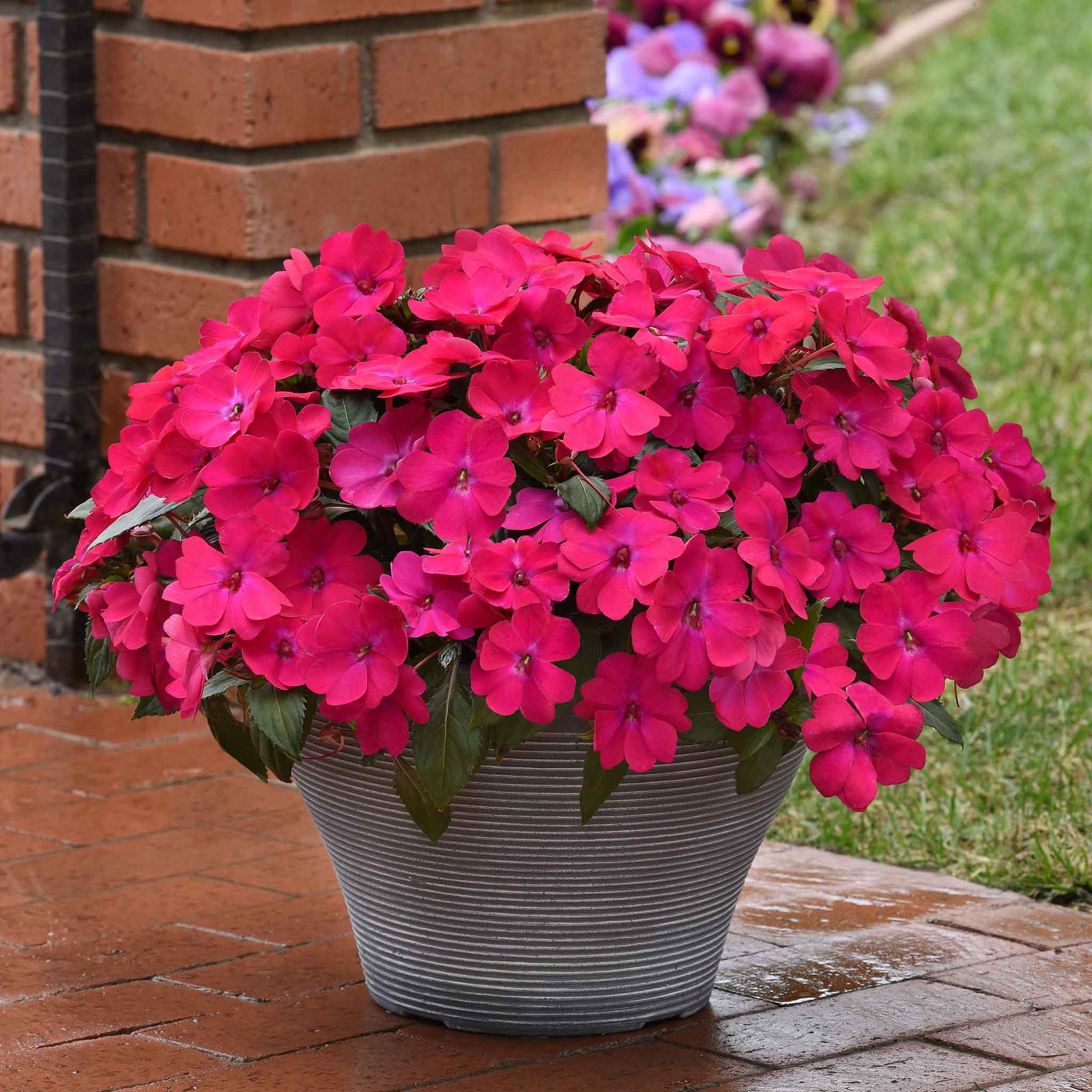 Impatiens solarscape magenta bliss bright pink flower with soft green foliage in the background