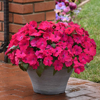 Impatiens solarscape magenta bliss bright pink flower with soft green foliage in the background