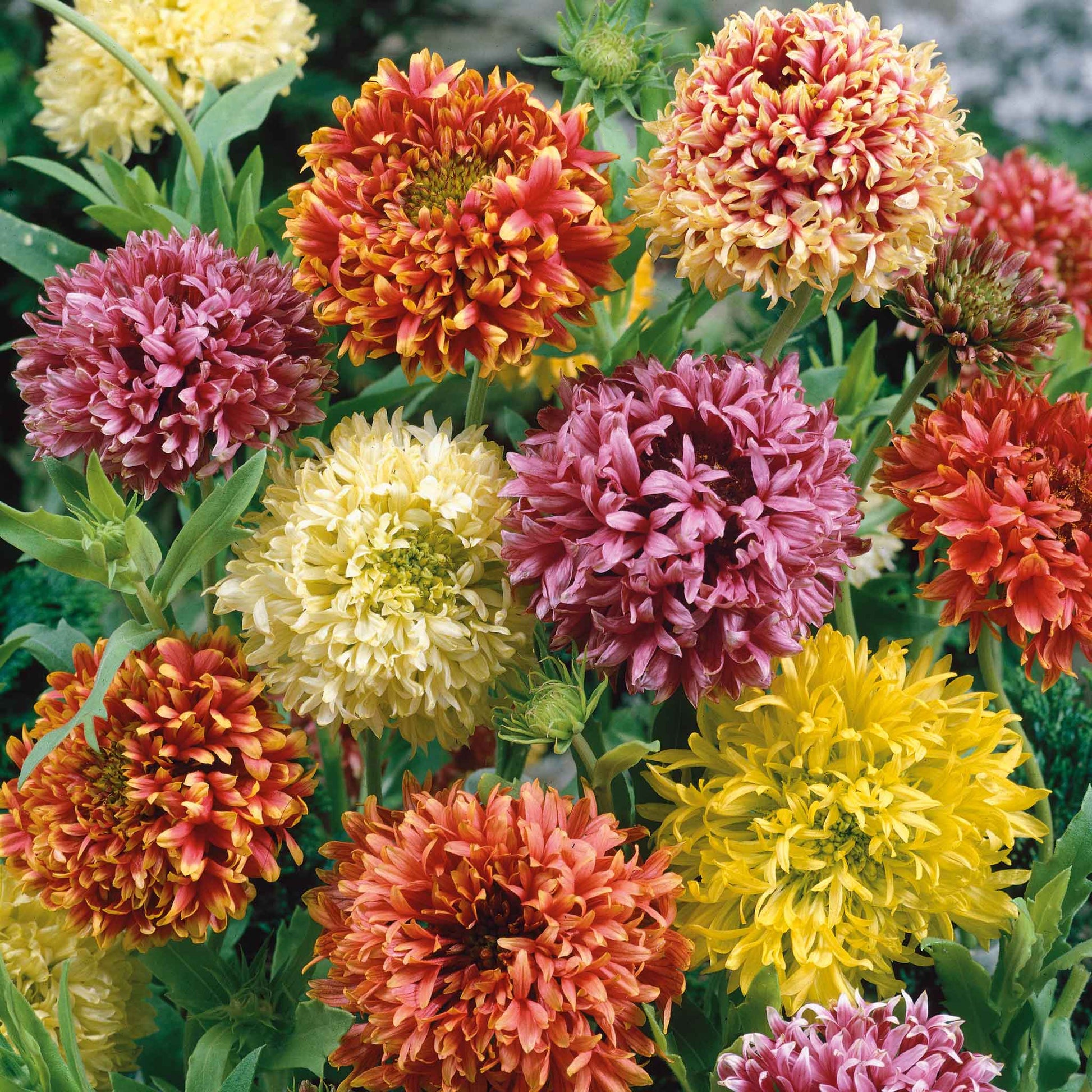 A vibrant close-up of Indian Blanket flowers with red and yellow petals, in a natural setting.