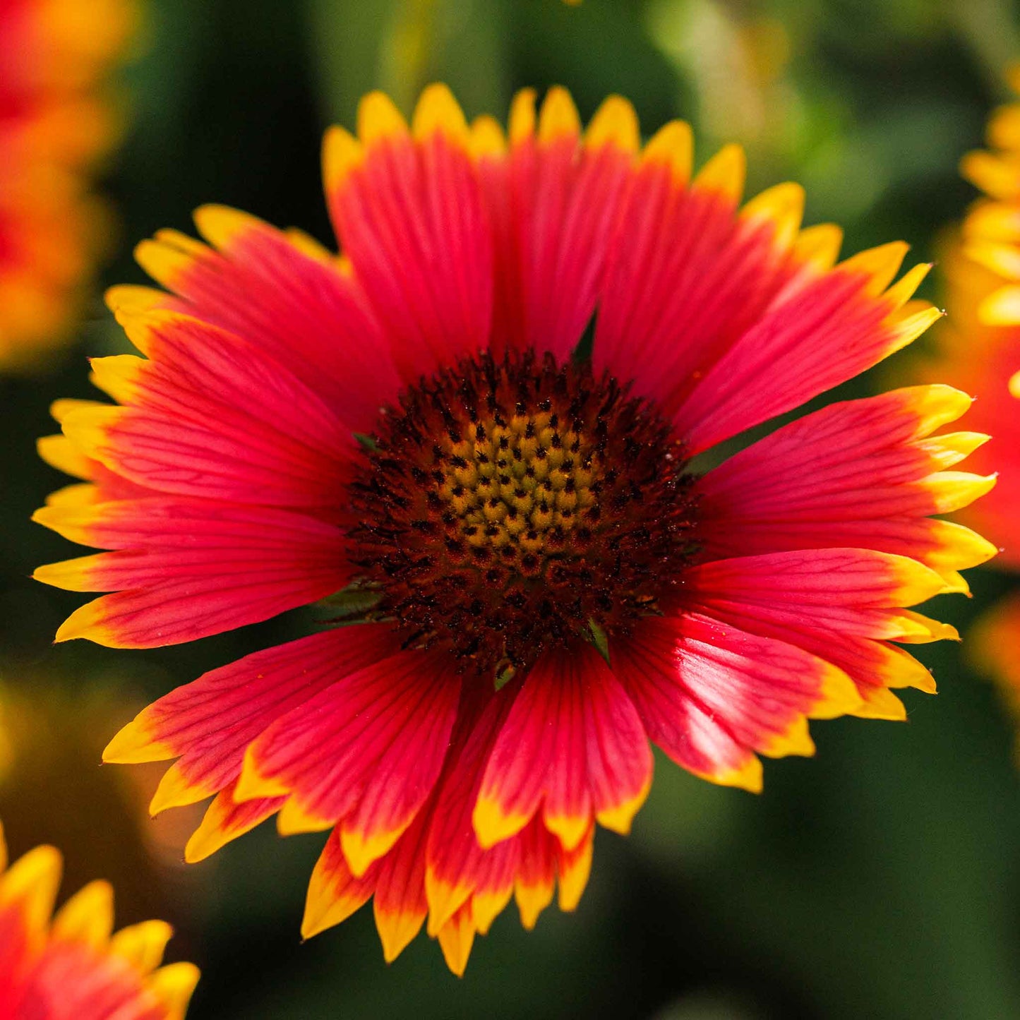 A close-up of a vibrant red and yellow Indian blanket flower with a soft-focus green background.