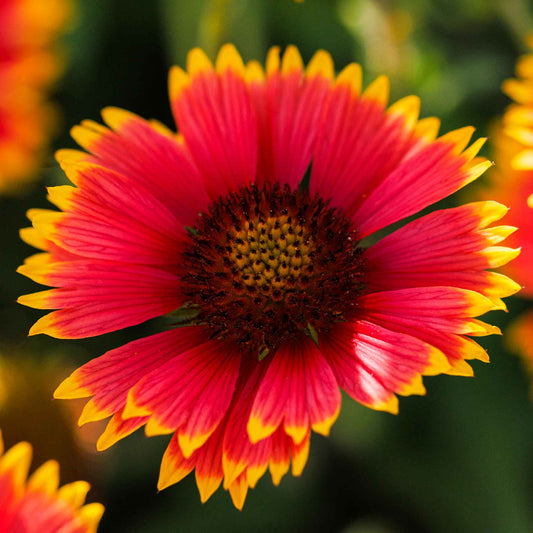 A close-up of a vibrant red and yellow Indian blanket flower with a soft-focus green background.