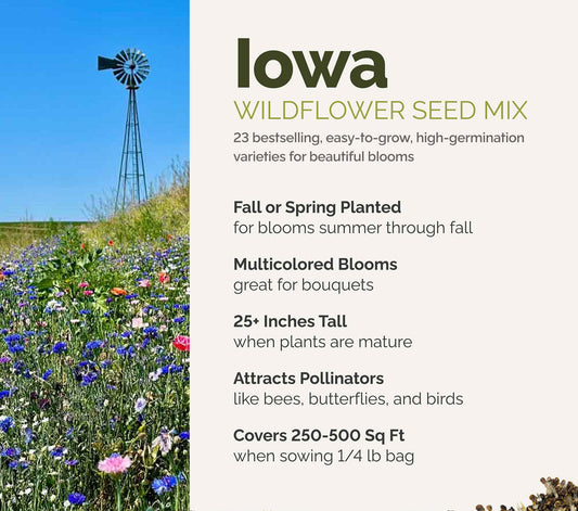 A visual overview of the wildflower seed mix, showcasing expected floral blooms.