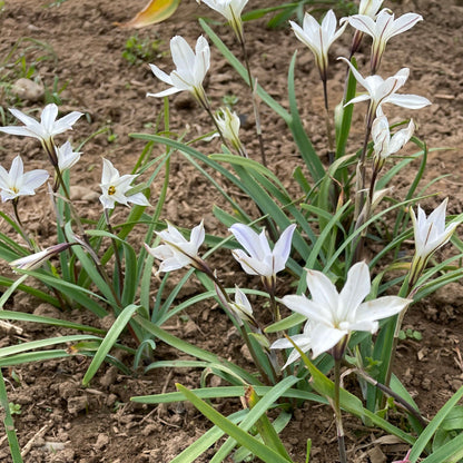 Ipheion uniflorum 'Alberto Castillo'