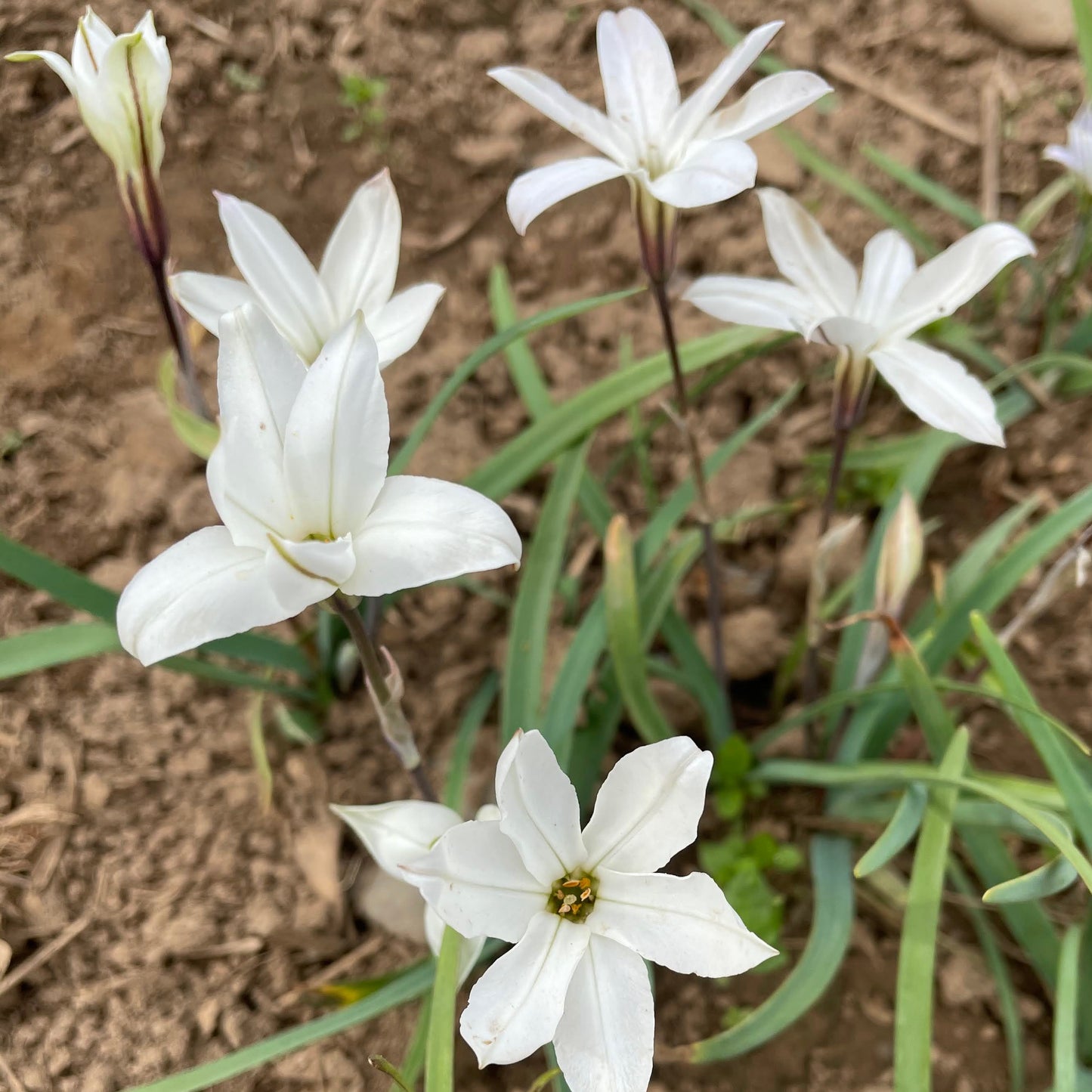 Ipheion uniflorum 'Alberto Castillo'