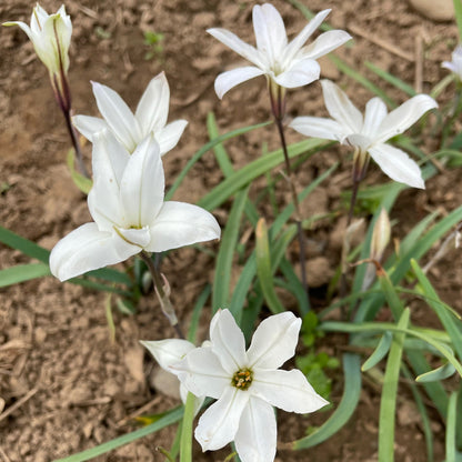 Ipheion uniflorum 'Alberto Castillo'