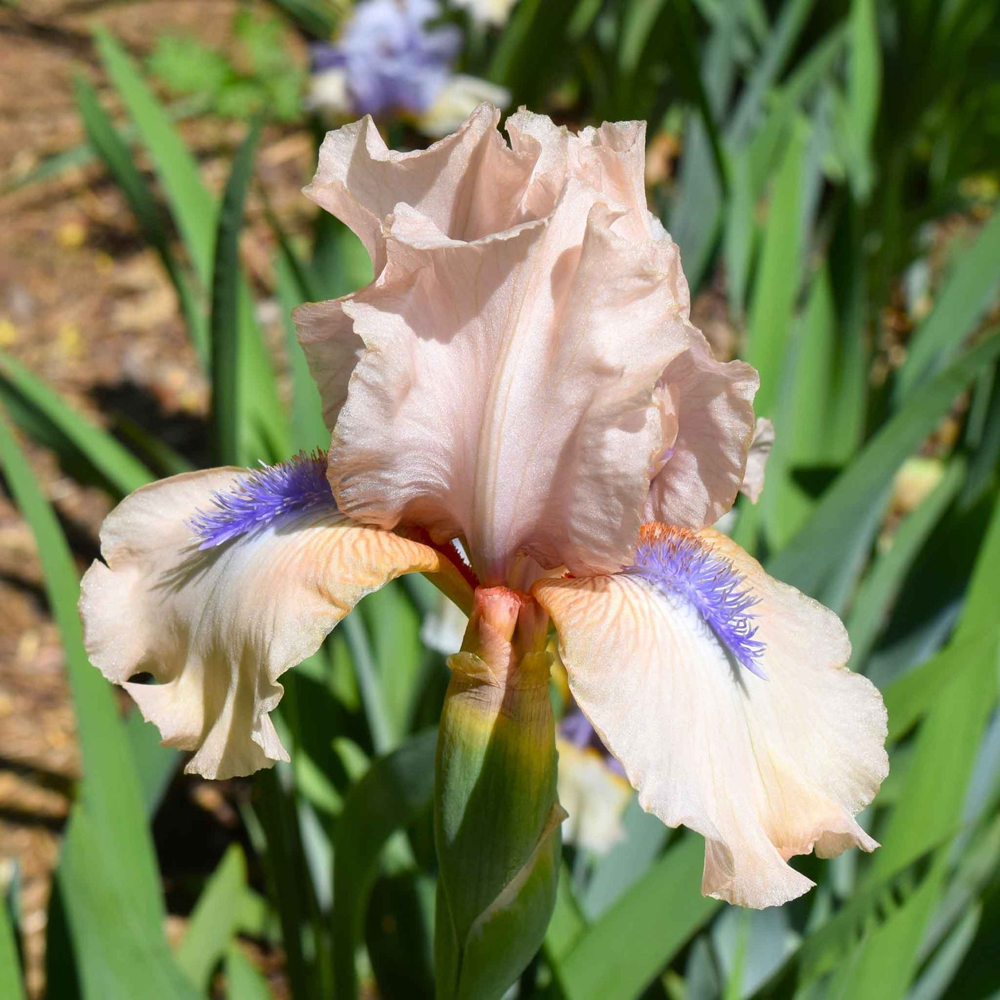Bearded iris concertina with peach and orange ruffled petals against a blurred background.