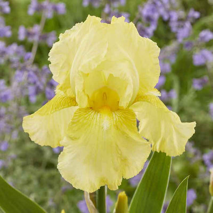 Yellow bearded iris harvest of memories in full bloom against a blurred background.