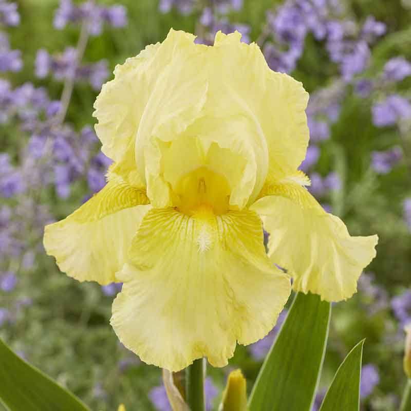 Yellow bearded iris harvest of memories in full bloom against a blurred background.