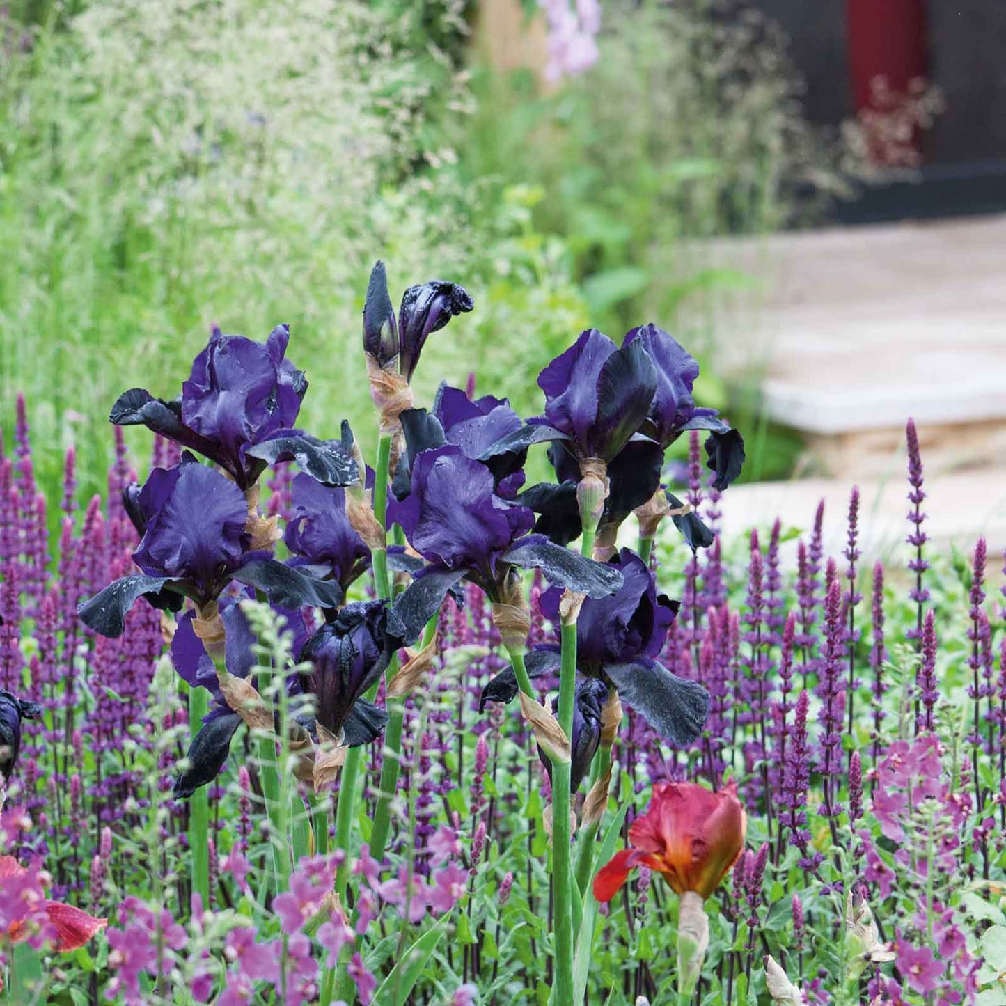 Bearded iris superstition bulbs shown in a garden setting with a blurred background.