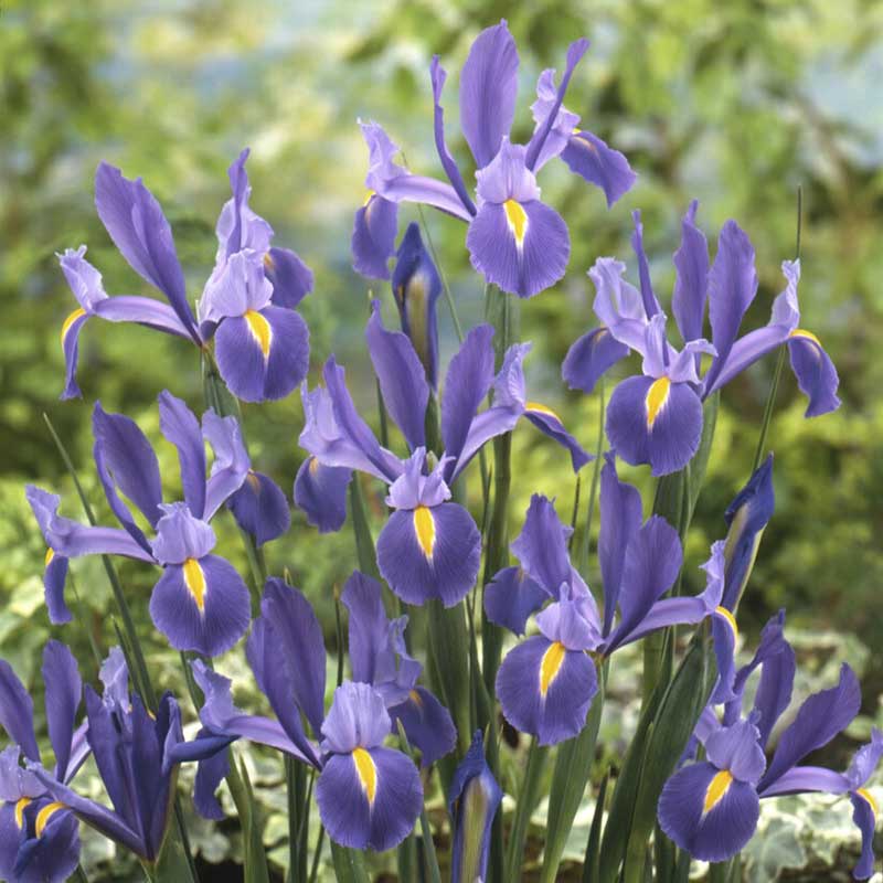 Blue and purple dutch iris discovery blooming in a field with a blurred background.