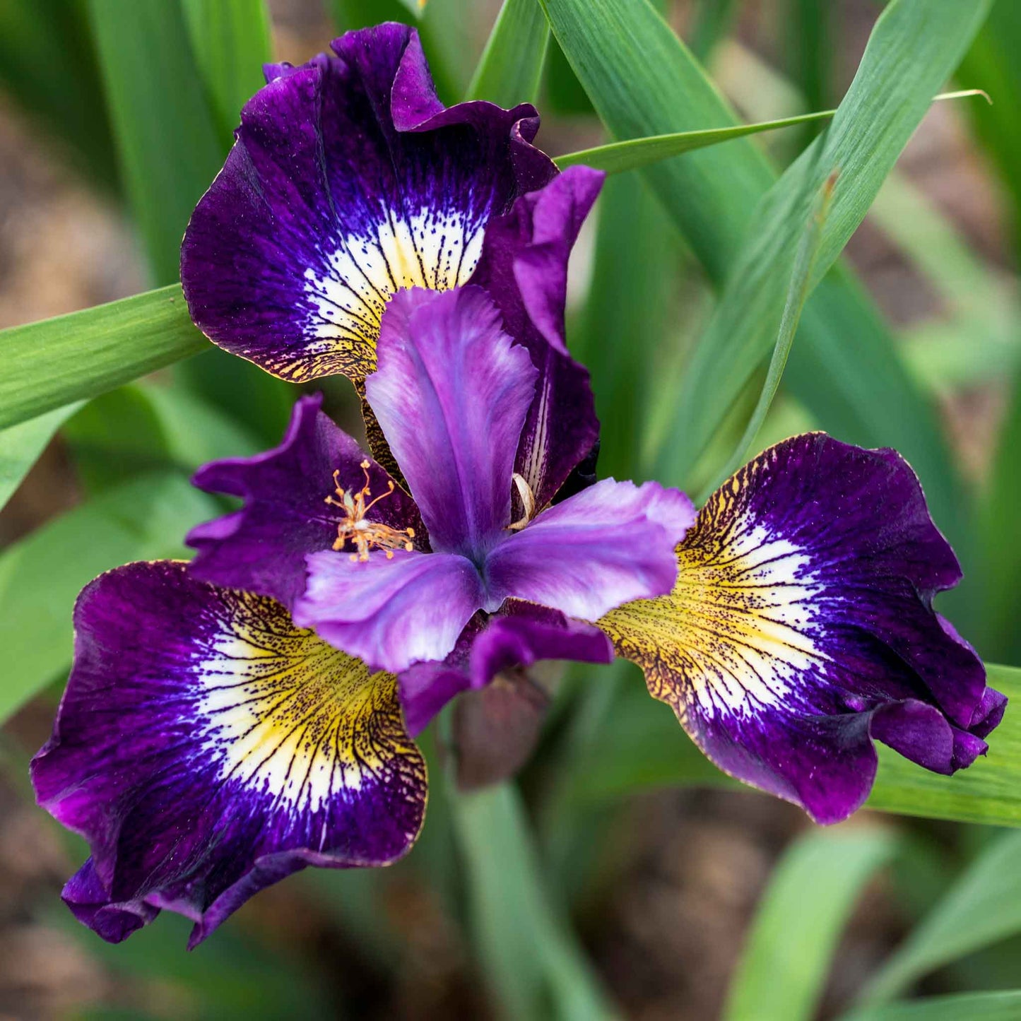Purple siberian iris contrast in styles with a yellow beard and lush green foliage.