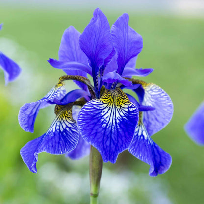 Blue-purple siberian iris silver edge close-up with a yellow center, blurred background.