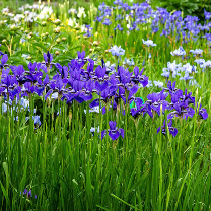 Purple siberian iris silver edge with ruffled petals in a field of blue-purple flowers.