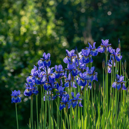 Deep purple siberian iris silver edge with a yellow beard against a blurred green background.