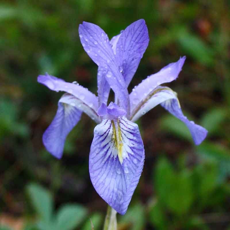 Iris wild blue purple-blue flower with green foliage in a blurred green background