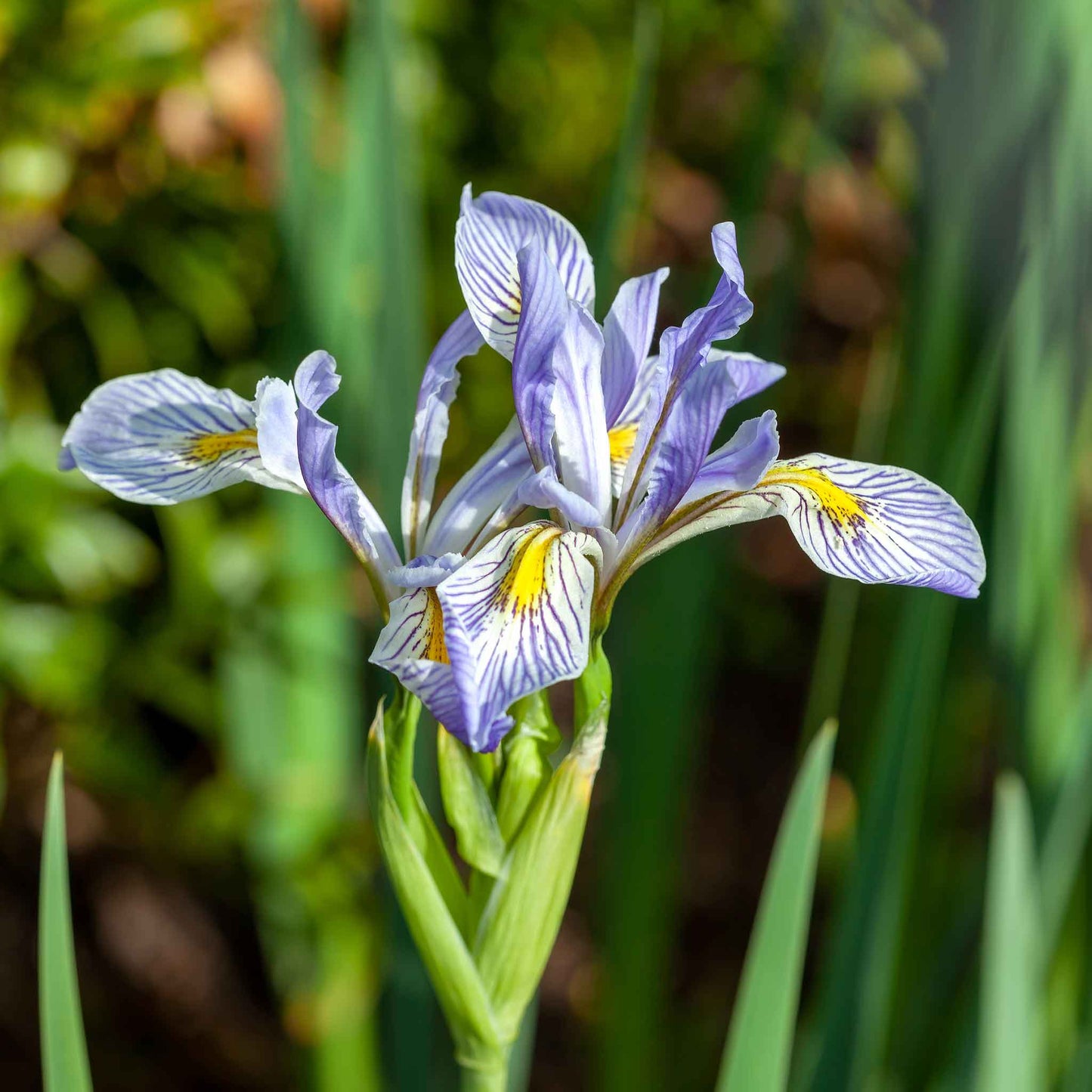 Iris wild blue purple flower with yellow and white markings on a blurred green background