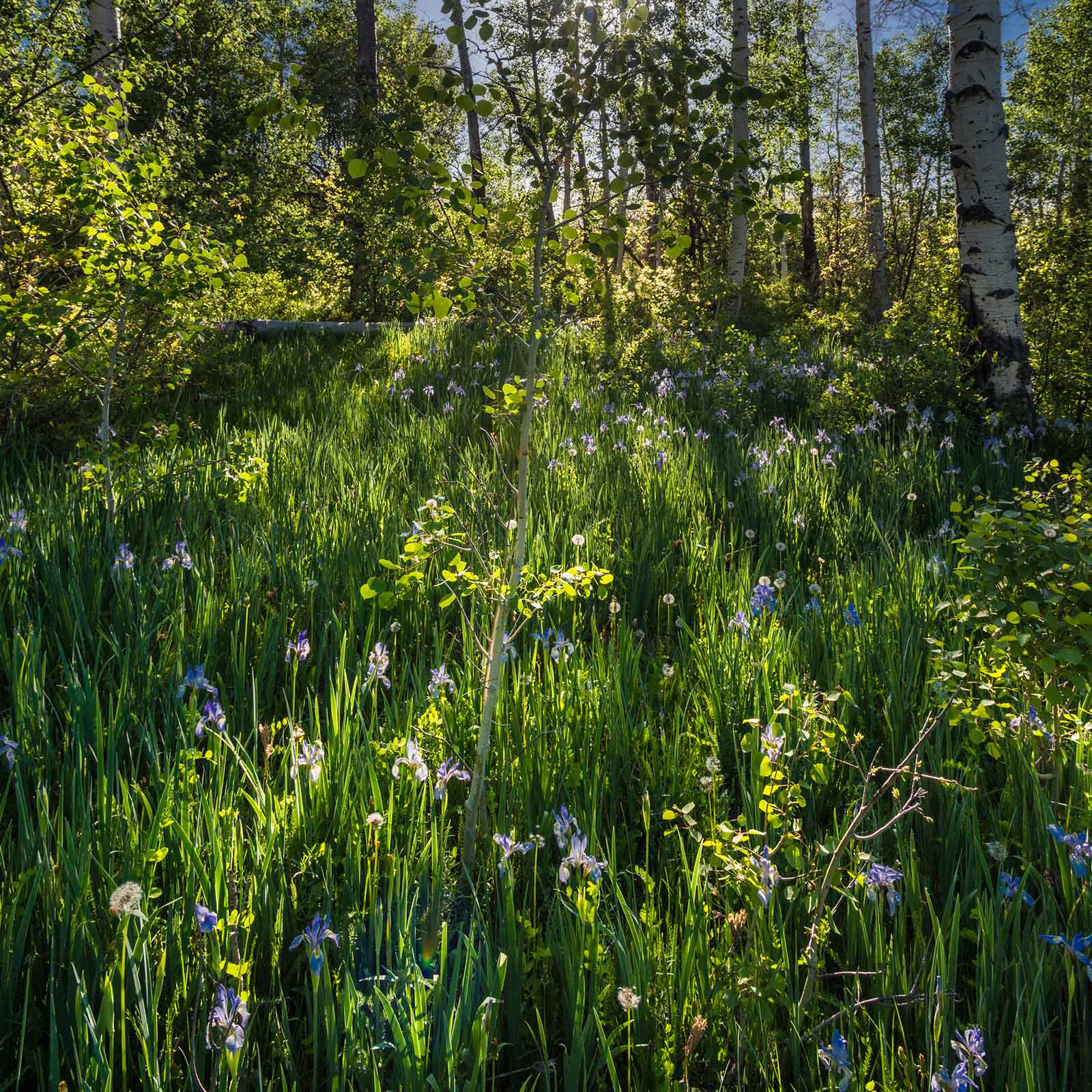 Iris wild blue purple flower growing in a sunny green meadow with a tree background
