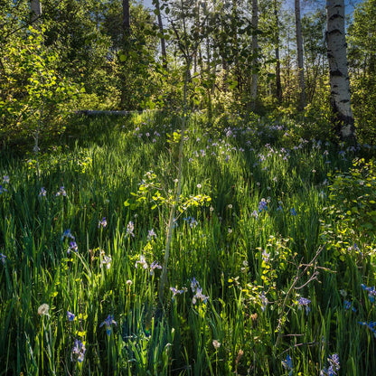 Iris wild blue purple flower growing in a sunny green meadow with a tree background