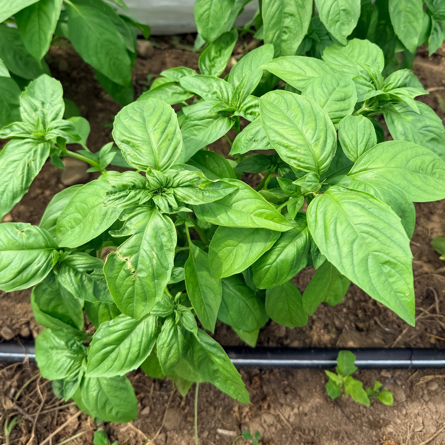Italian Large Leaf Basil