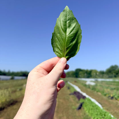 Italian Large Leaf Basil