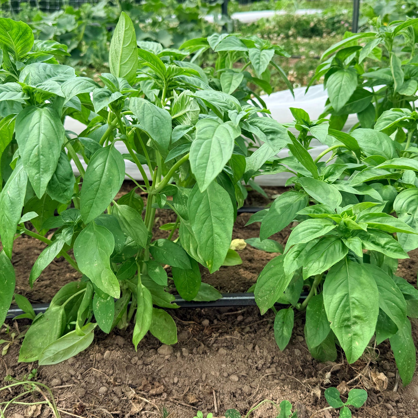 Italian Large Leaf Basil