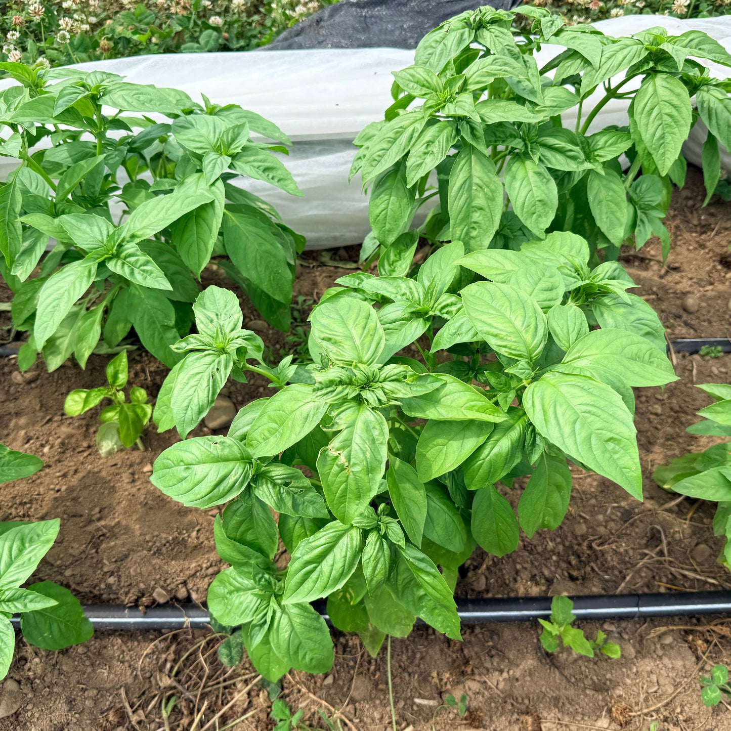 Italian Large Leaf Basil