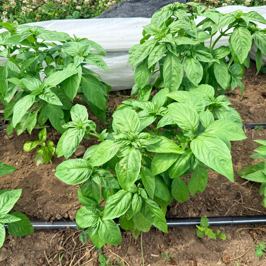 Italian Large Leaf Basil – herb seed variety