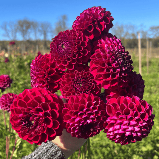 Ivanetti Dahlia Tuber – spring-planted flower bulb