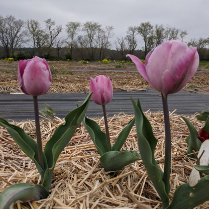 Tulip 'Jacuzzi'