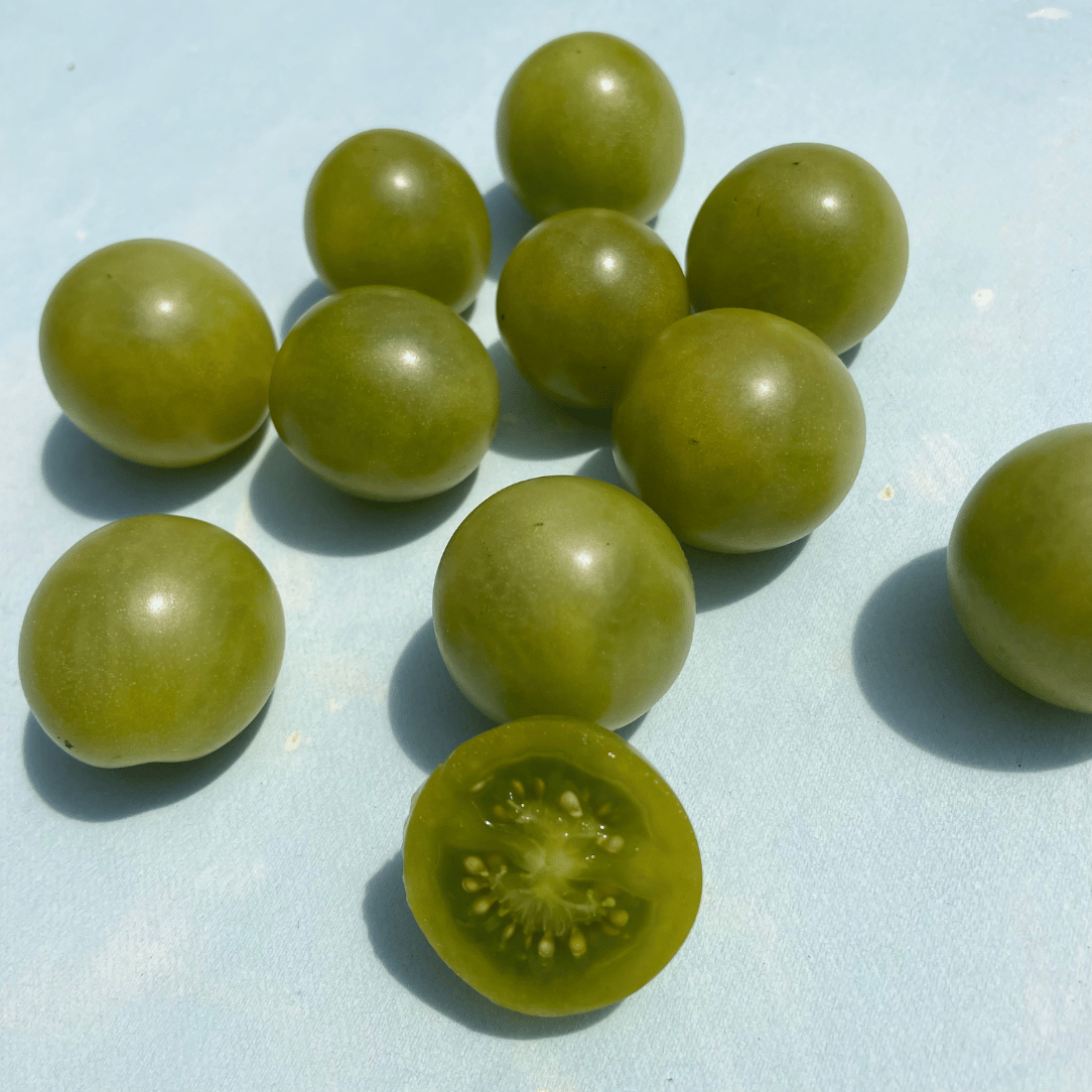 Jaded Tomato