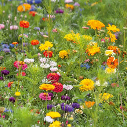 A view of the variety of colors in the Jellybean Flower Seed Mix