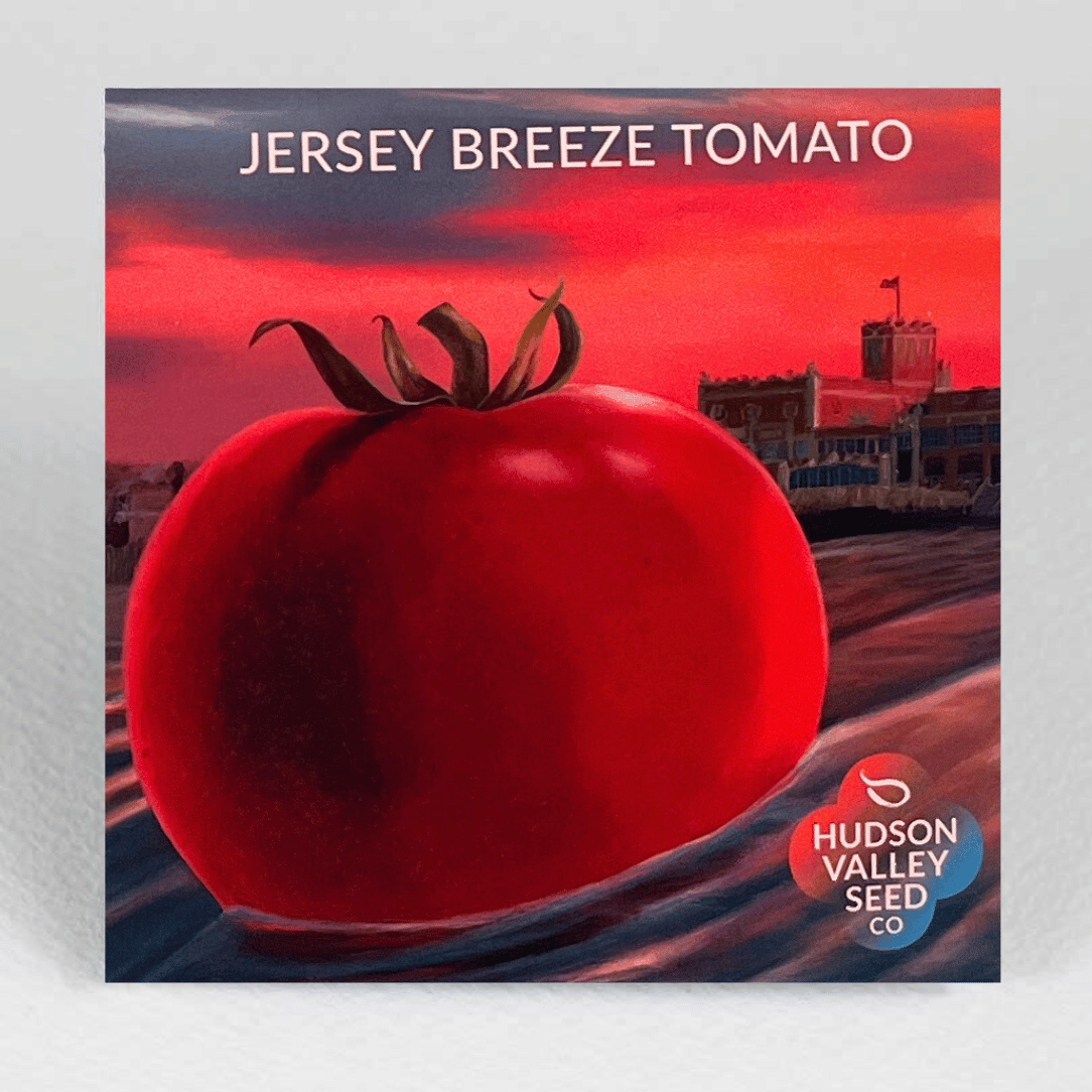 Jersey Breeze Tomato