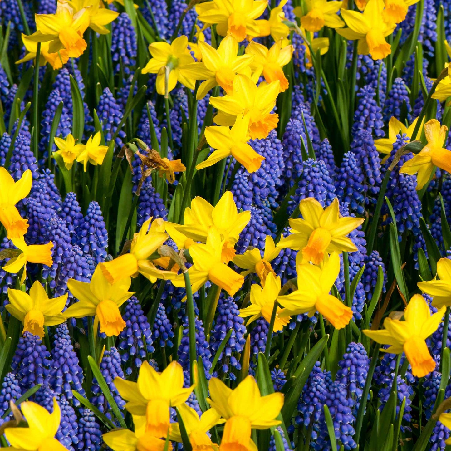 A mix of Jetfire Daffodils and Grape Hyacinth Mix showing the vibrant contrast in color.