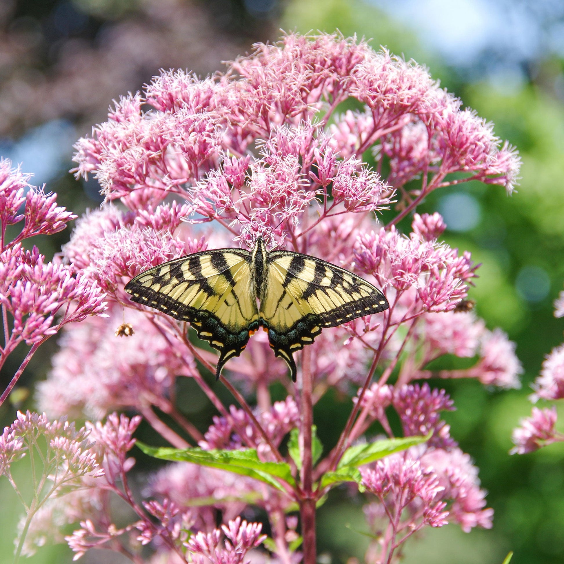 Close-up of a pinkish-purple Joe Pye weed flower cluster with small buds and green leaves.