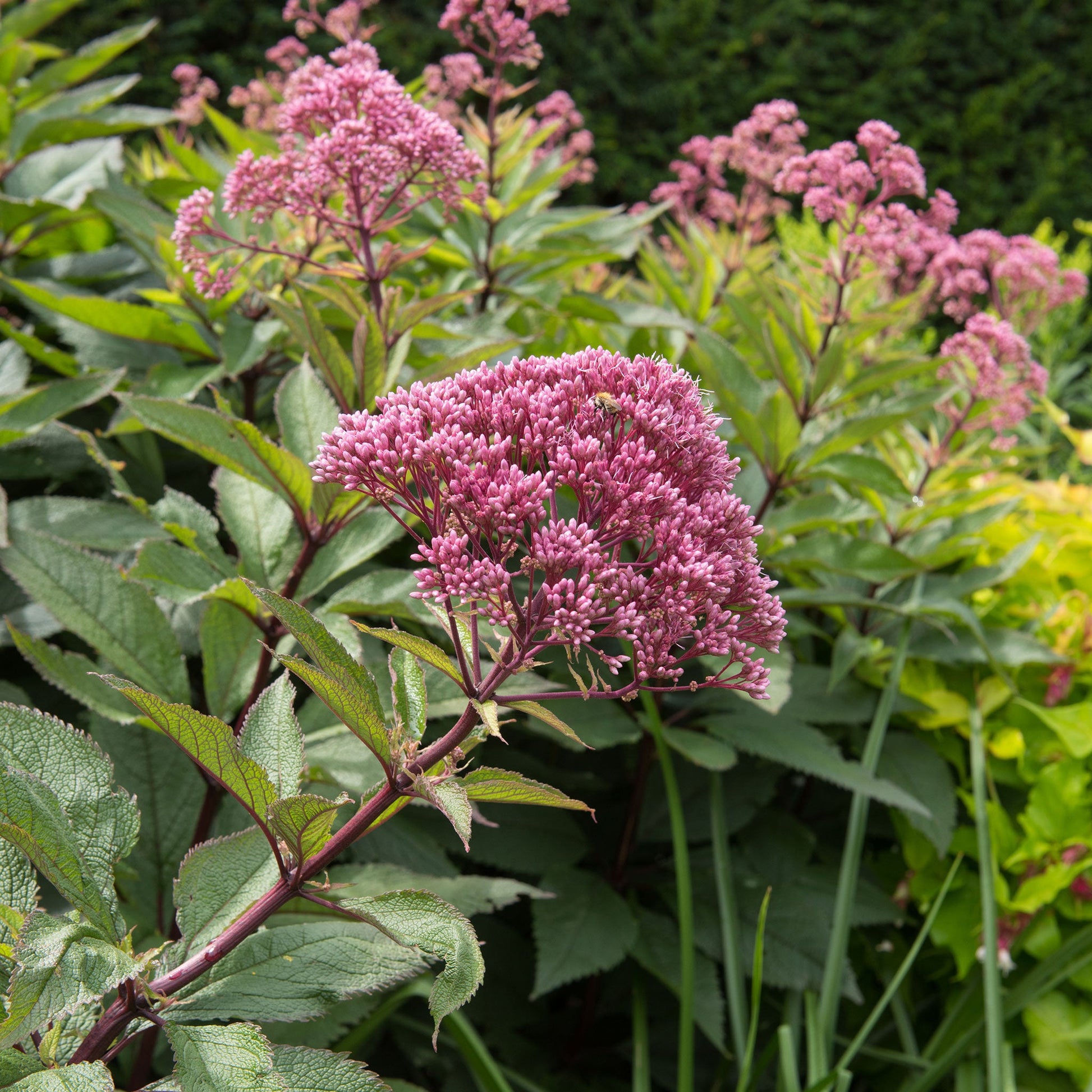Close-up of pink, fuzzy Joe Pye weed flower clusters against a blurred green background.