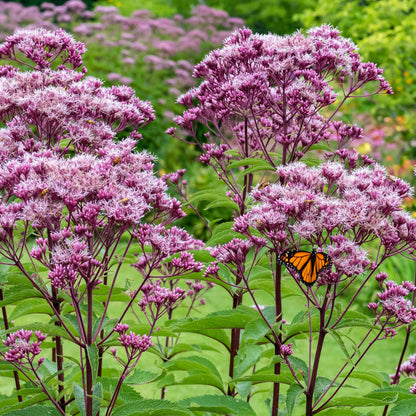 Pinkish-purple Joe Pye weed flower clusters on tall stems with green foliage.