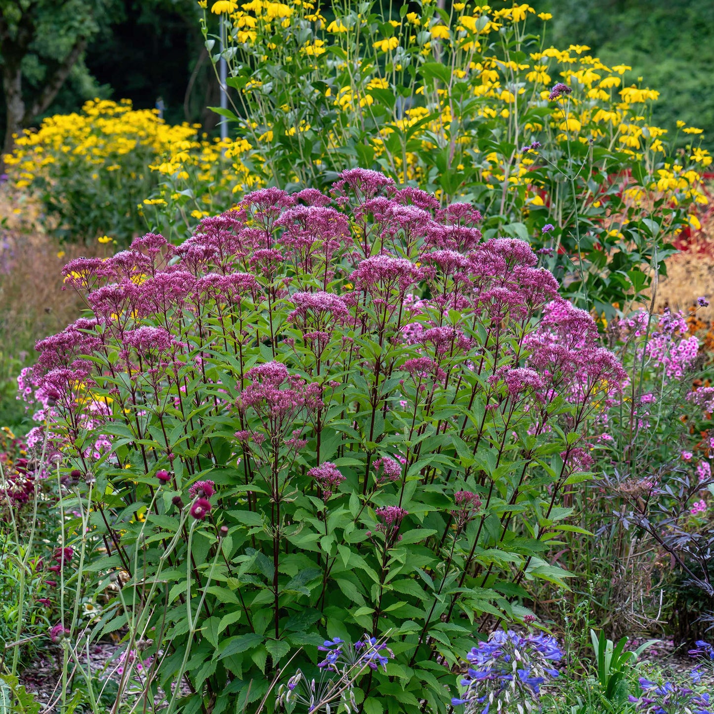 Fuzzy, purplish-pink joe pye weed flower clusters on tall stems with whorled green leaves.