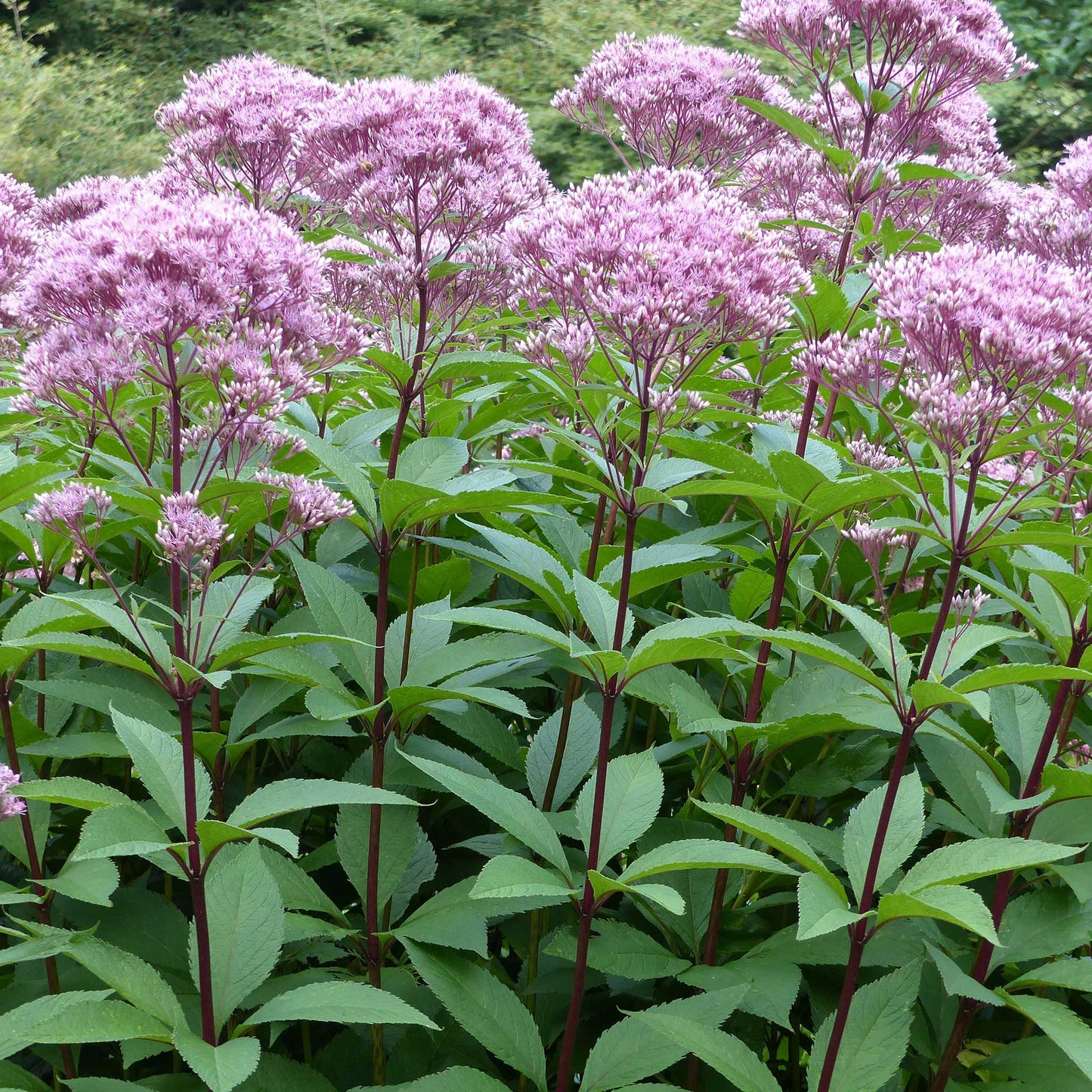 Close-up of a pinkish-purple Joe Pye weed flower cluster with green leaves.