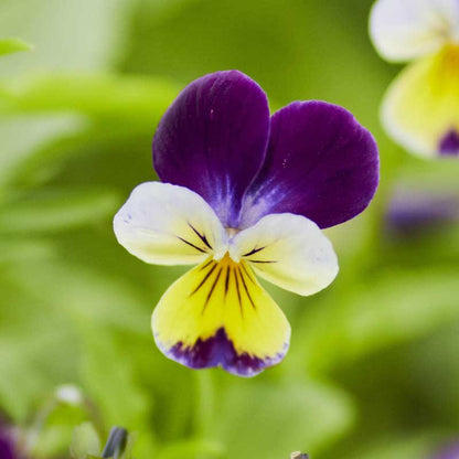 Johnny jump up vibrant purple and yellow ruffled blooms growing in a green garden.