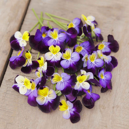 Johnny jump up cluster of purple, yellow and white blooms on a soft blurred backdrop.